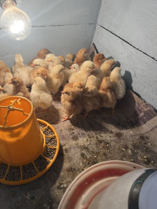 Ломан браун балапандары сатылады