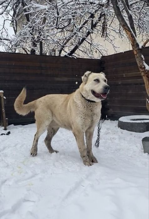 Ұрғашы алабай сатылады