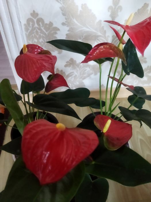 Комнатные цветы в ассортименте