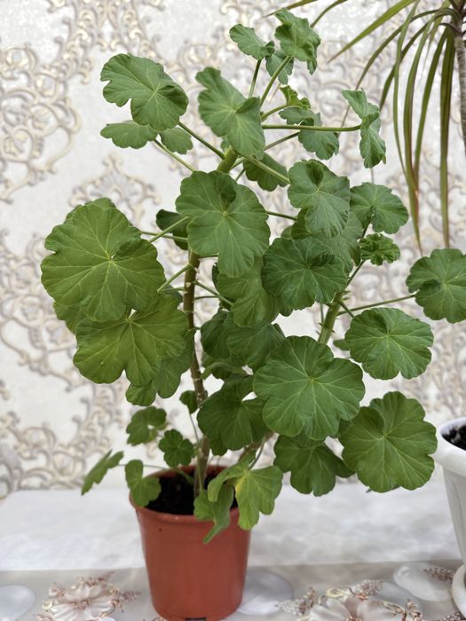 Продам Драцену маргинату