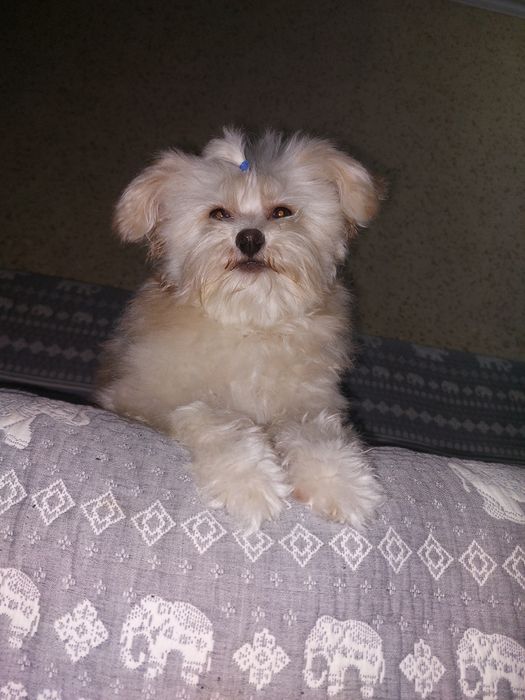 Вязка метис балонка мальтезе с шпицом