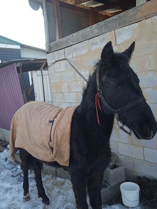 Продается лошадь