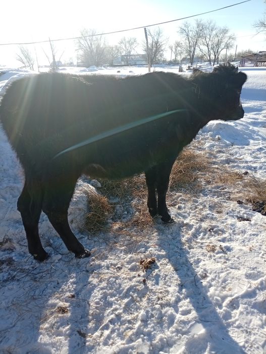 Продам годовалую телку