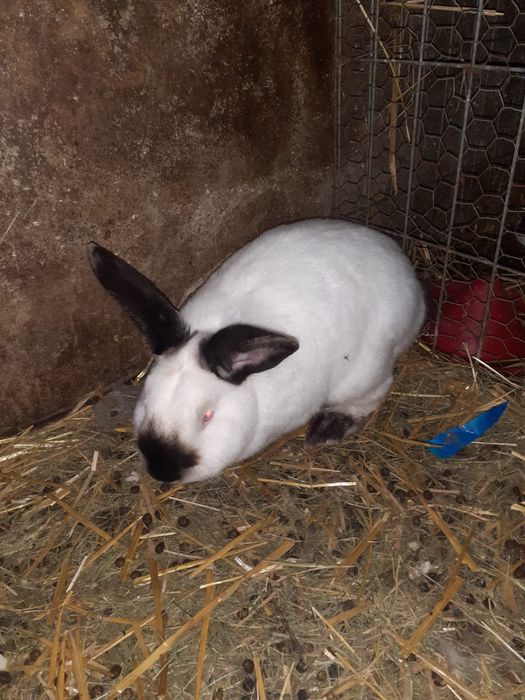 Iepuri carne si companie California