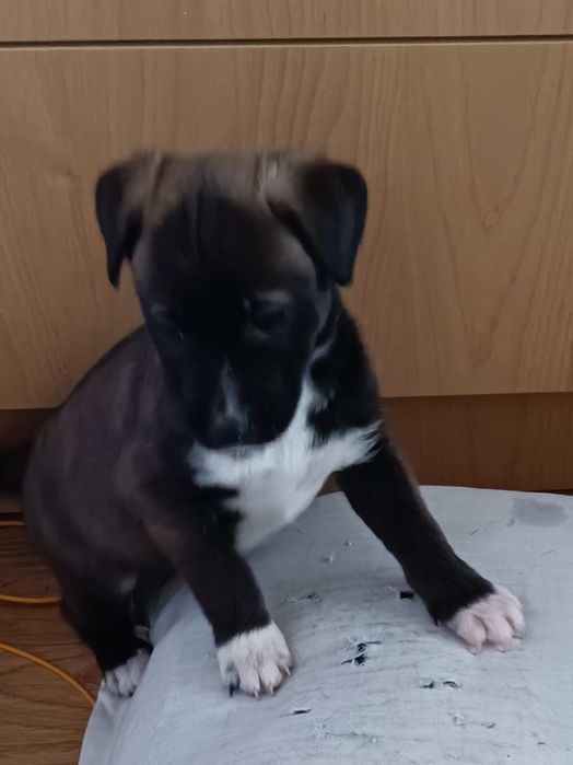 Подарявам спешно кученца!