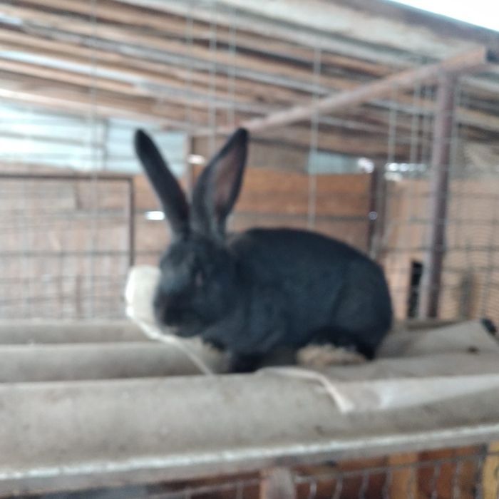 Vînd femelă uriaș german