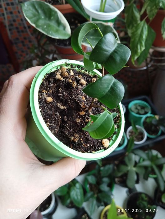 Продам комнатные растения