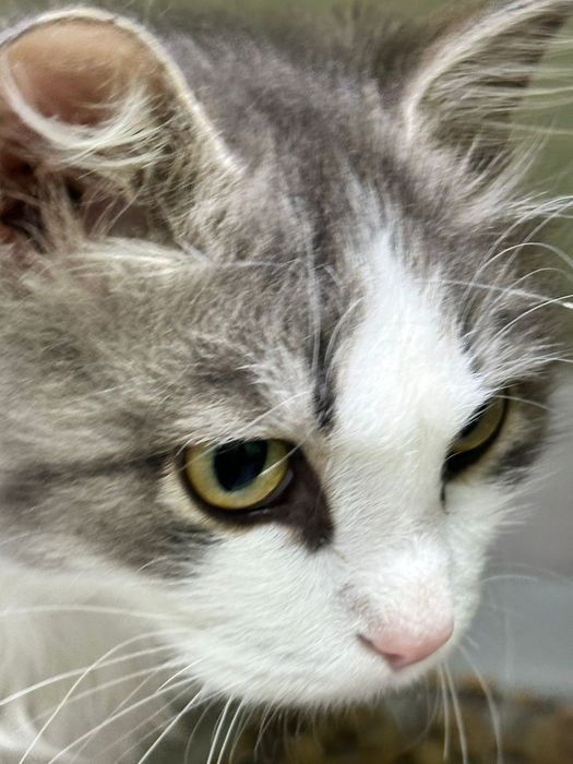 Очень красивый кот!