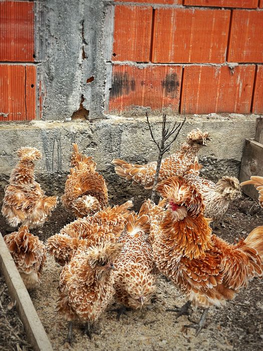 Oua de incubat gaini paduana standard si frezate