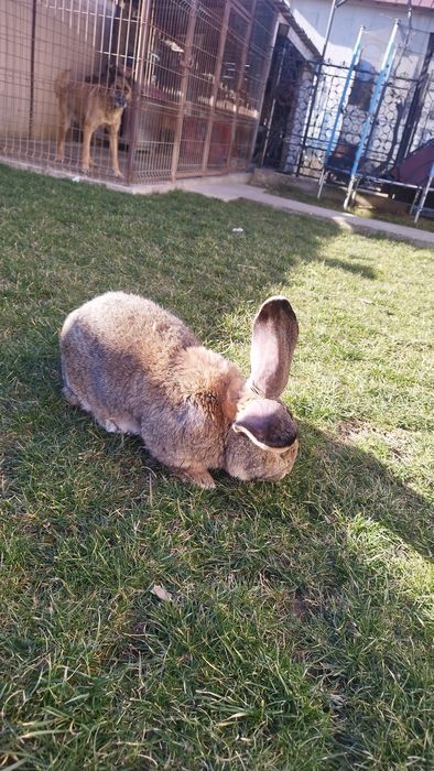 Iepure Uriaș German