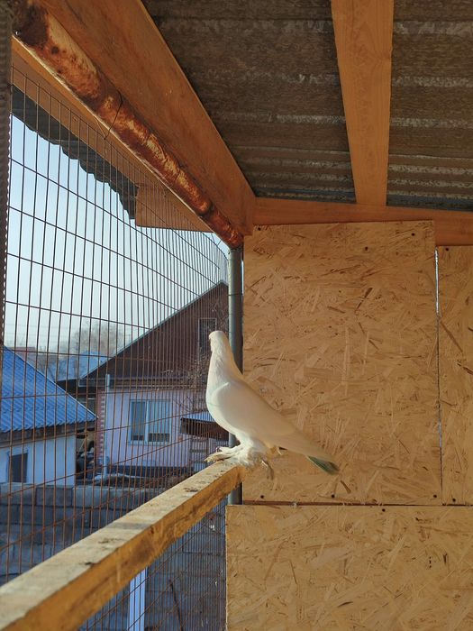 Самец       белый