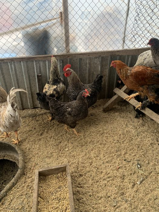 Продается куры петушки