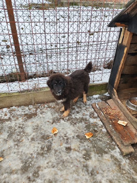 Cioban ceva frumos Tibetan