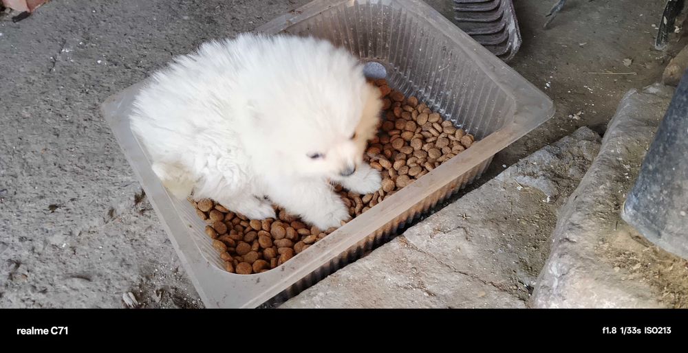 Момче мини - шпиц