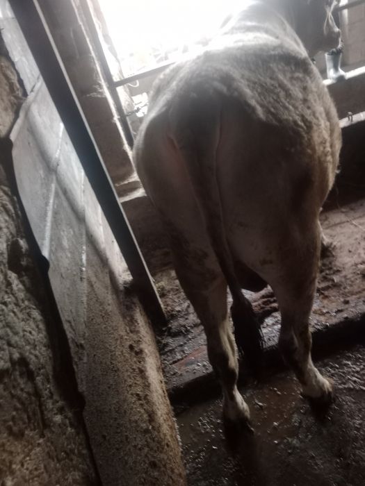 жемделген букасатылады