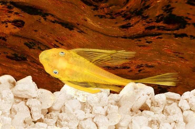 Анциструс вуаль желтая