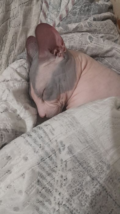 Вязка кота Свинкса
