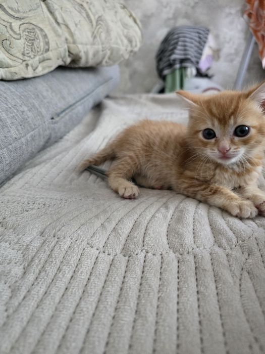 Отдам котенка в добрые руки
