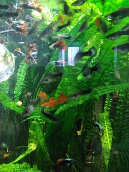 Аквариумные рыбки