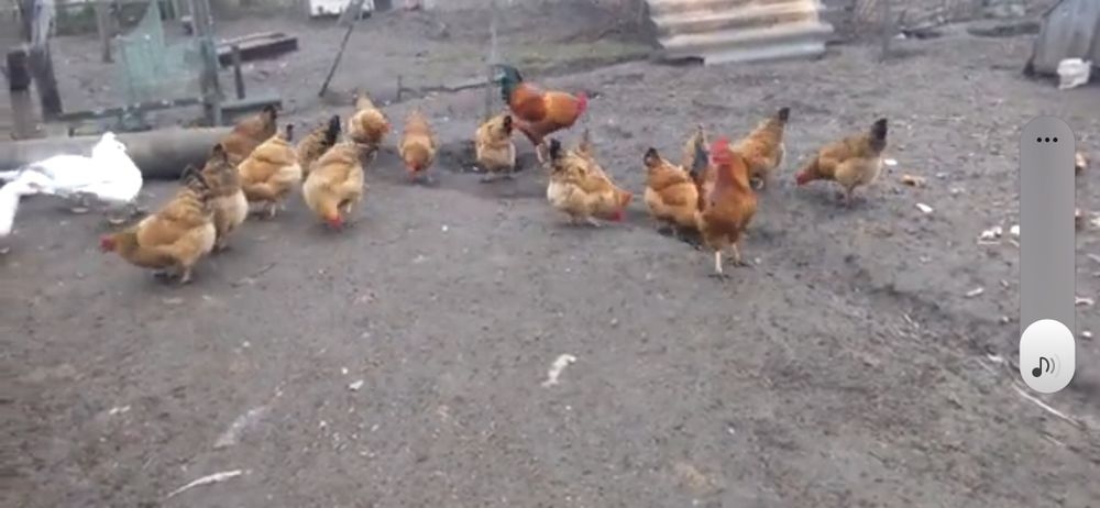 Кучинские юбилейный