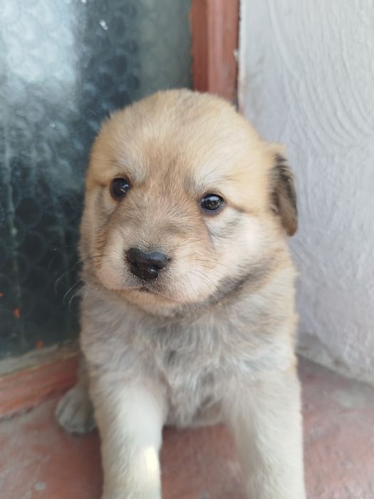 Отдам щенков девочек в хорошие руки безплатно