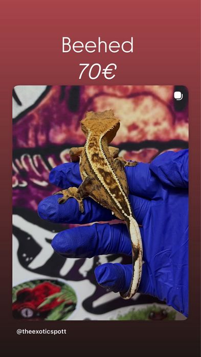 Crested gecko/ soparla/gecko cu creasta/reptila