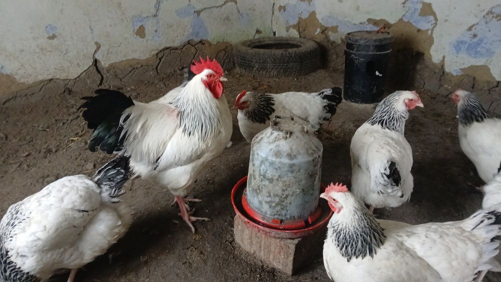 Vind ouă de incubație sussex HD porțelan