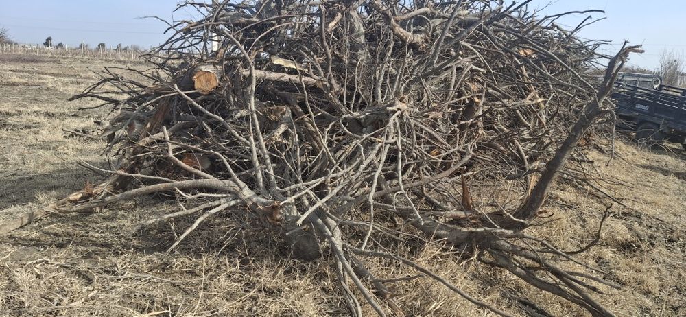 Daraxt kundalari sotiladi. arzon