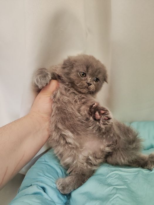 Продаются котята