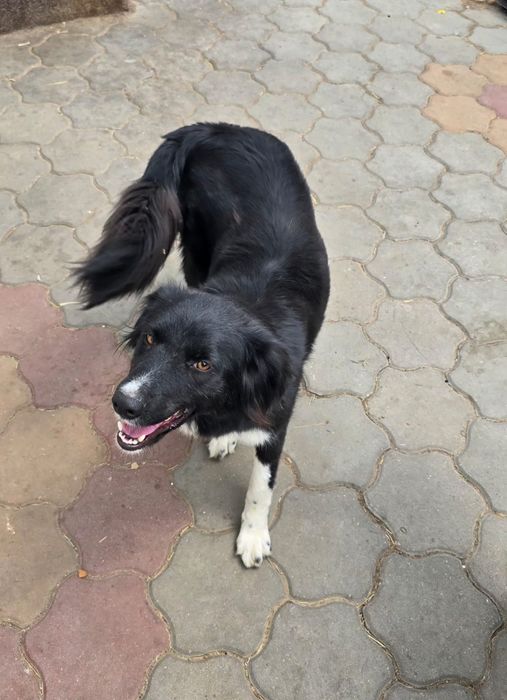 Ofer cățelușă sterilizată spre adopție