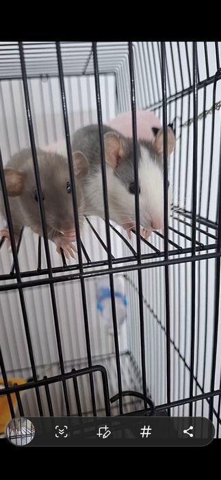 Домашние крысы ,