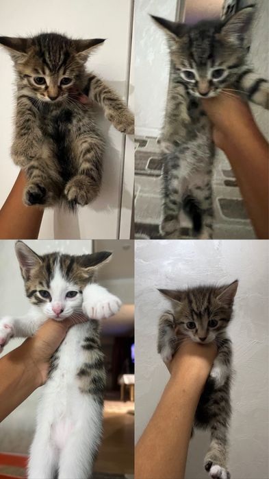 Отдам котят даром в добрые руки