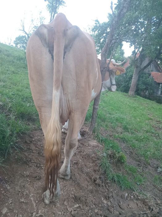 Vând o vacă și o junincă