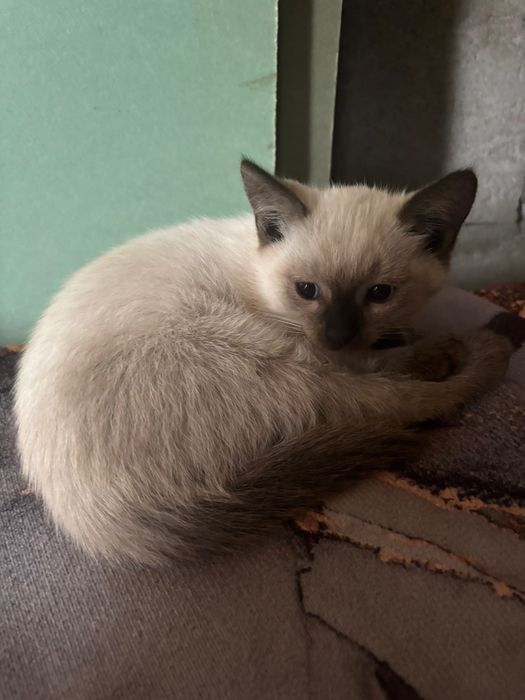Отдам котят, к лотку приучены