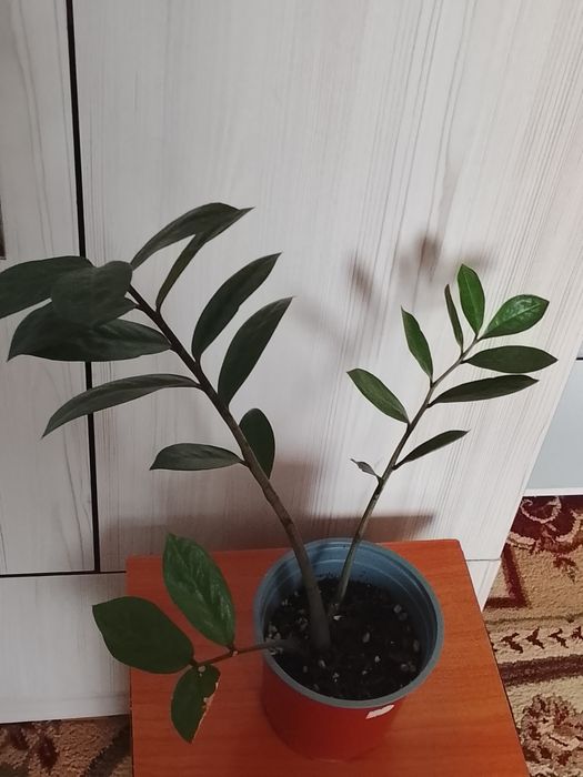 Комнатные растения 500 тенге