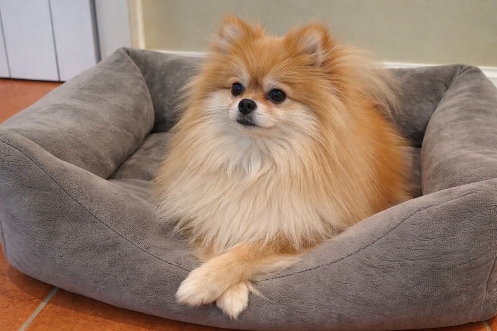 Шпиц девочка в хорошую семью