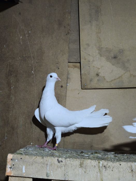 Шыракахвост голуб