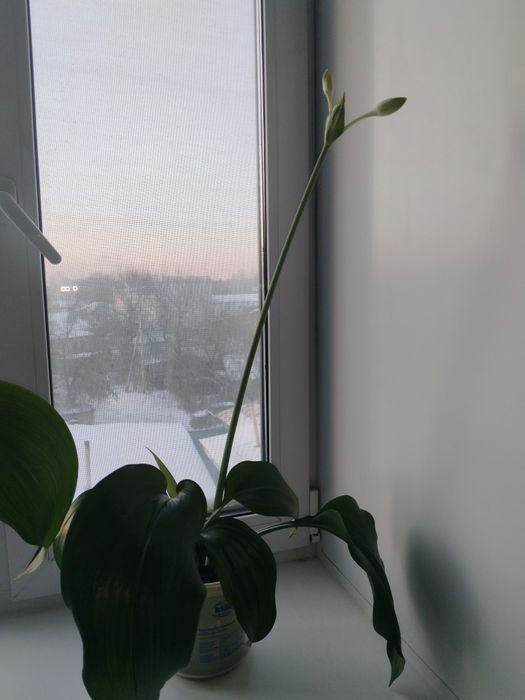 продам комнатные цветы