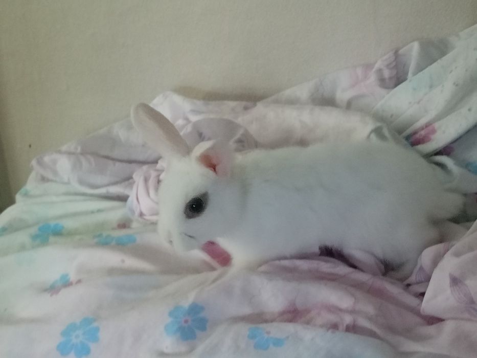 Отдам продам кролика