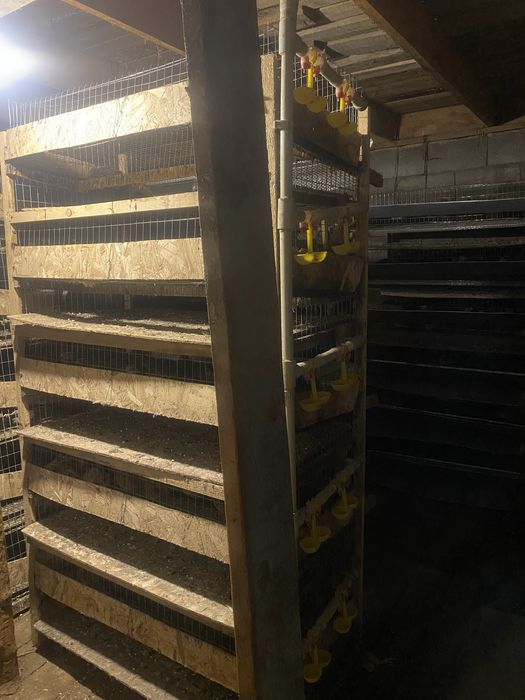 Бөдене , клеткасы сатылады .