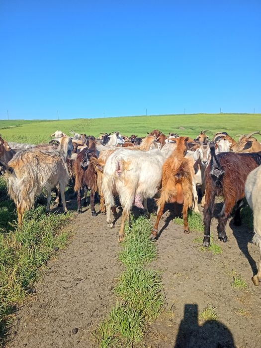 Vând 230 de capre preț 750 buc.