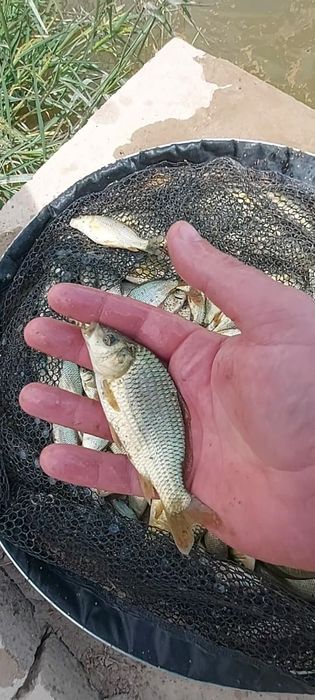 Малёк  карпа сиголетка