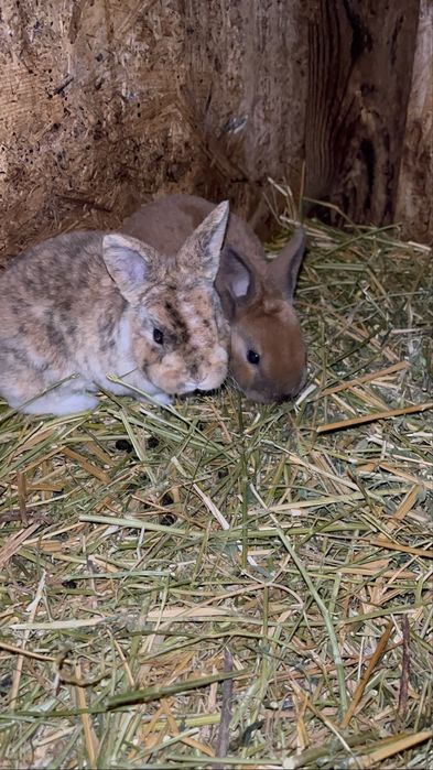 Iepurași  Holland Lop și Rex pitic disponibili !
