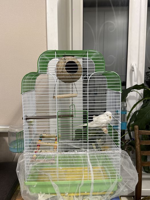 Продаю волнистого попугая с готовой клеткой