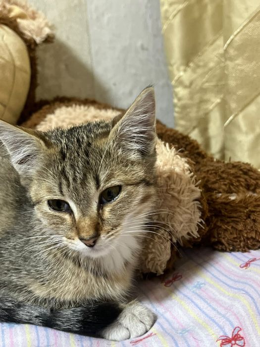 Отдам котенка в хорошие руки