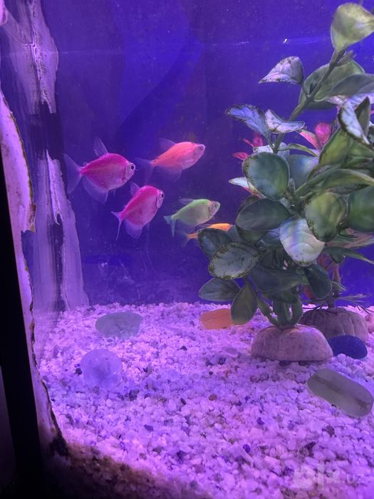 Akvarium baliqlar kislorod compressor kompressor