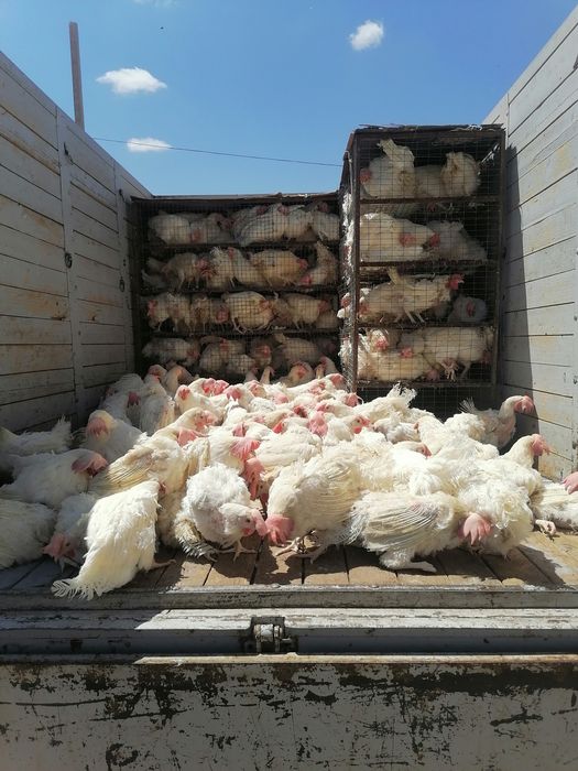 Продам Кур несушки Корал