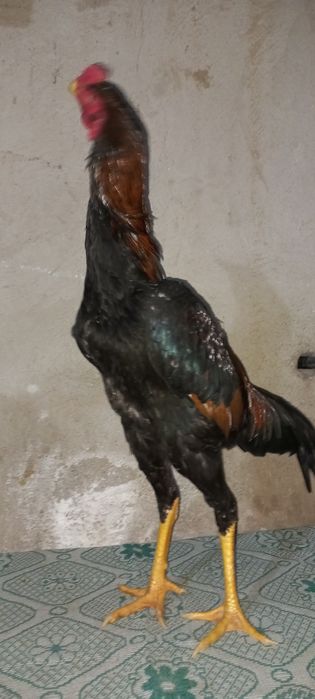 Дакан джужик месяц май