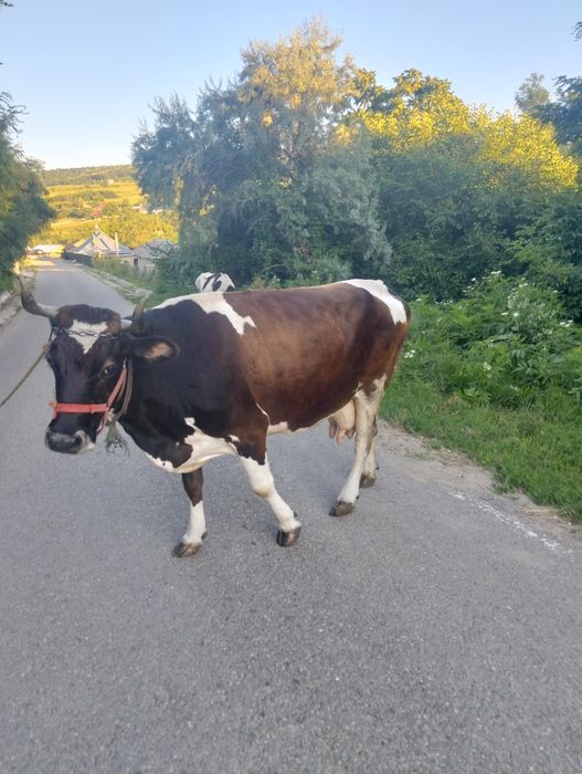 Vacă bălțată românească