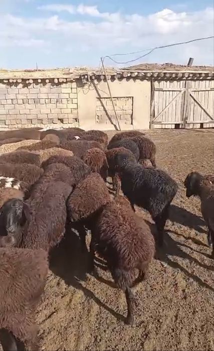 Еркек ургашы аралас козы